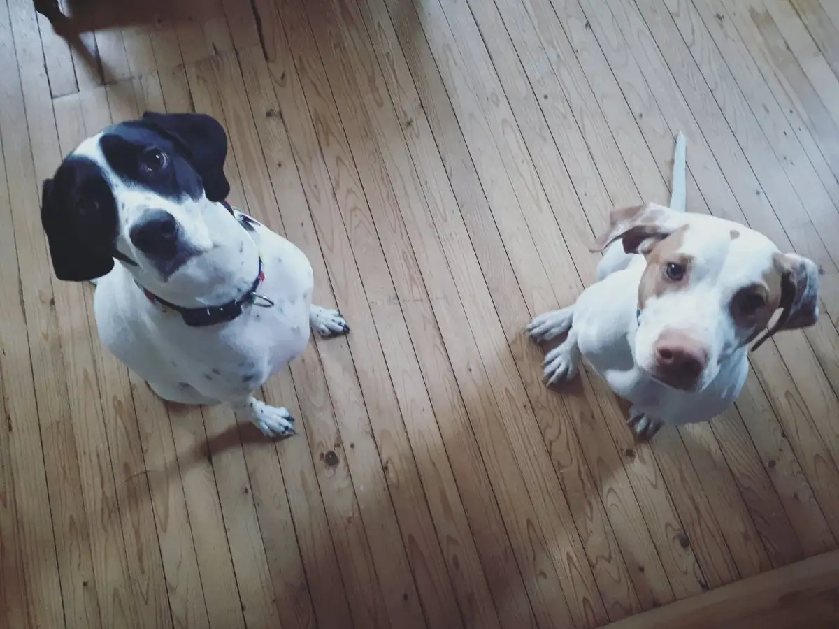 Two dogs sit on a wooden floor looking up at the camera. The dog on the left is black and white with a spotted coat and…
