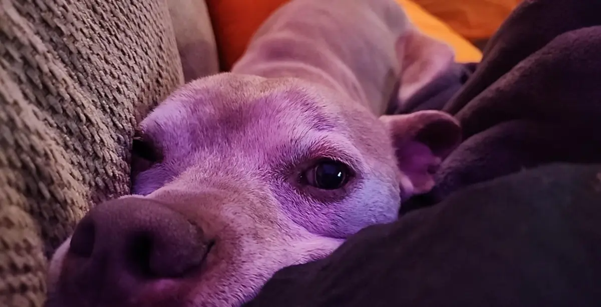 Aww, That's Just Adorable!