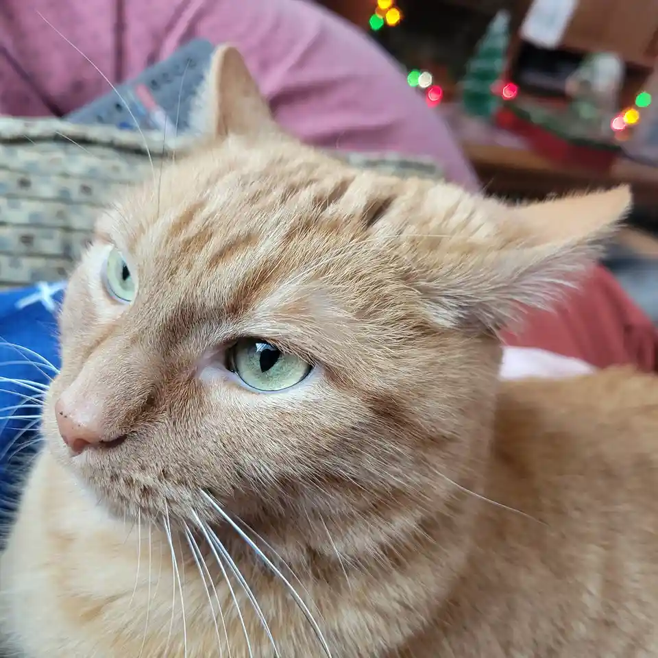 No curves here, just an adorable kitty!