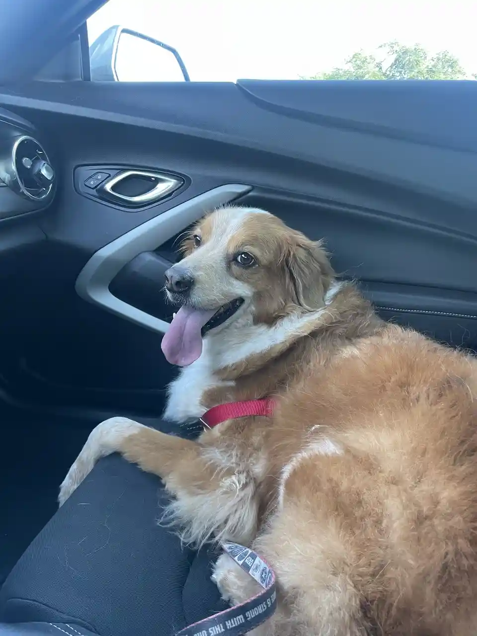 A fluffy brown and white dog with a red collar is lounging comfortably in the passenger seat of a car, tongue out and…