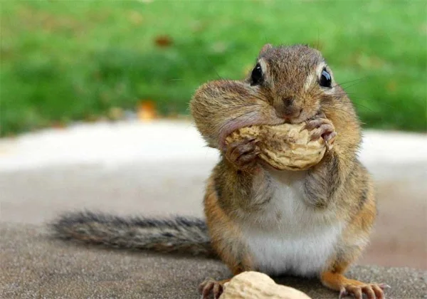 a close-up photo of a chipmunk sitting on a concrete surface, holding a peanut in its paws and stuffing it into its mouth…