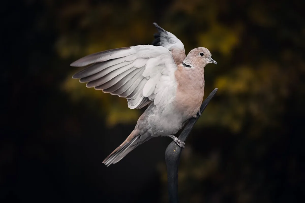 A close-up photograph of a tawny-colored bird, likely a turtle dove, perched on a dark metal pole with its wings partially…