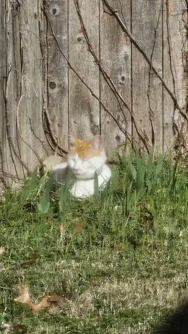 A white and orange cat is sleeping peacefully in a patch of green grass in front of a weathered wooden fence with vines. The…