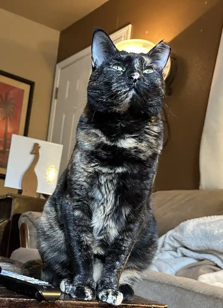 A black and grey tortoiseshell cat sits upright on a wooden surface, looking upward with a serious, almost human-like…