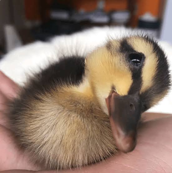 A tiny, fluffy duckling with black and yellow feathers is curled up and sleeping peacefully in a person's open palm. The…