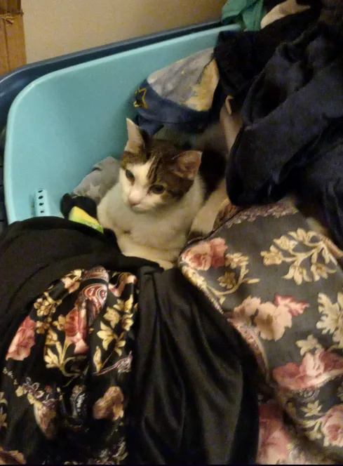 Check out this better ratio of my cat, it's hilarious!