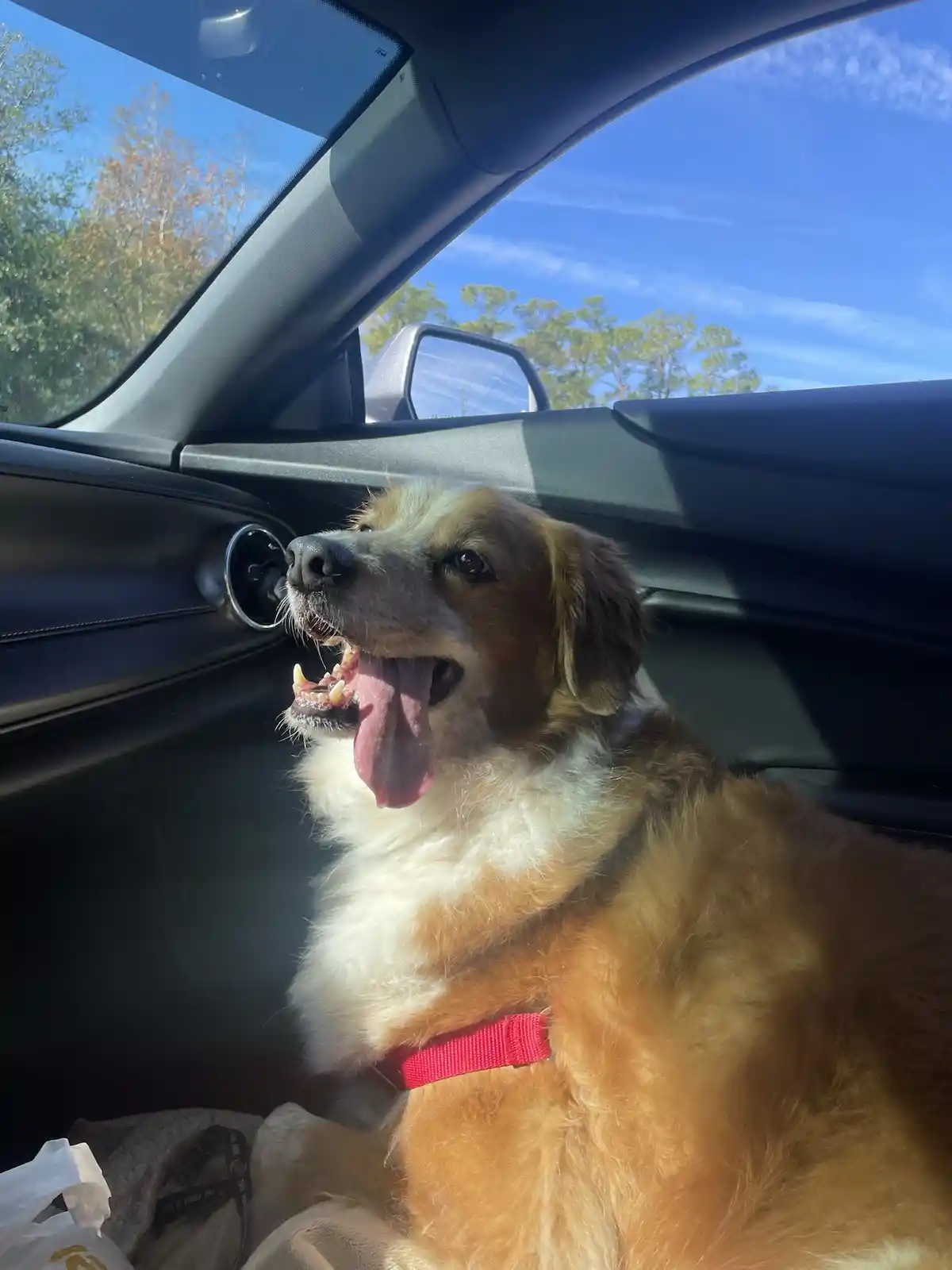 A golden-brown dog with a red collar sits in the passenger seat of a car, panting with its tongue out and looking upward, as…