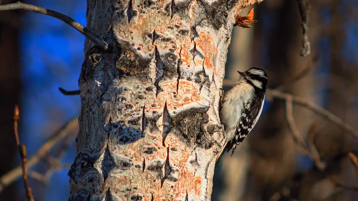 A small black-and-white woodpecker is perched on the textured, orange-and-gray bark of a tree trunk, looking upward. The…