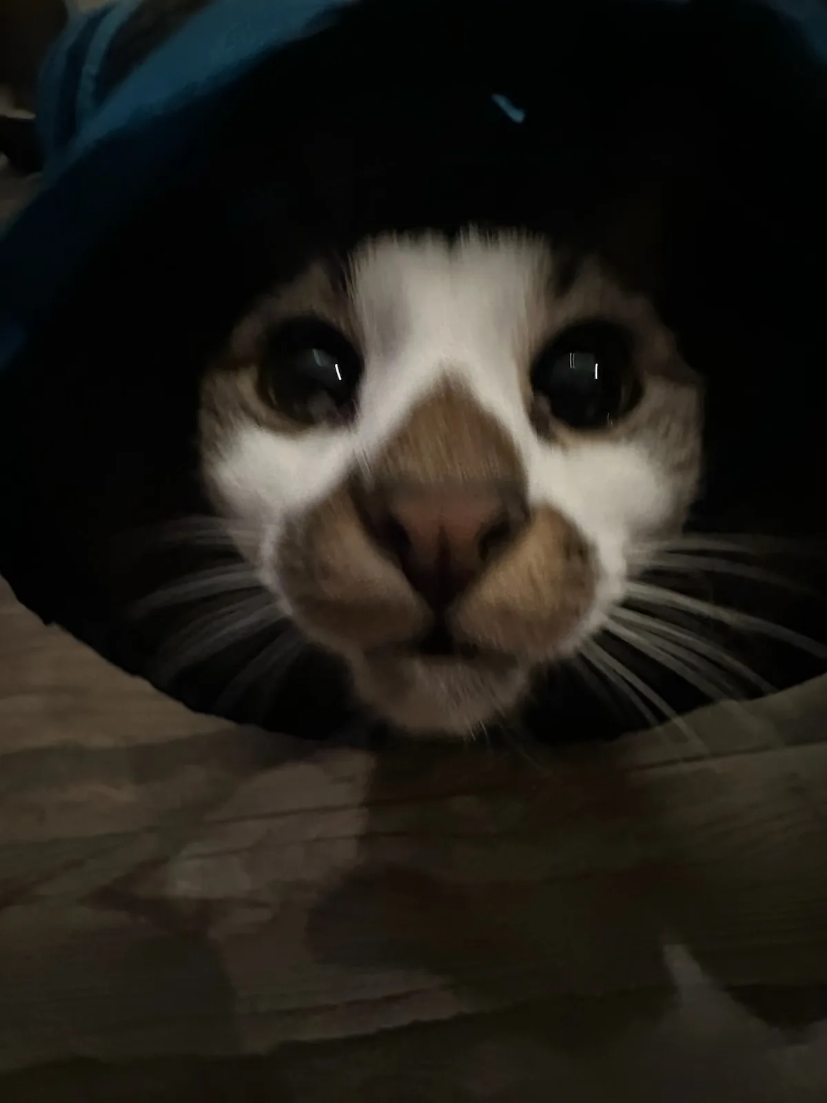 A close-up of a white and brown cat peeking out from under a dark blue blanket or fabric, its wide eyes looking directly at…