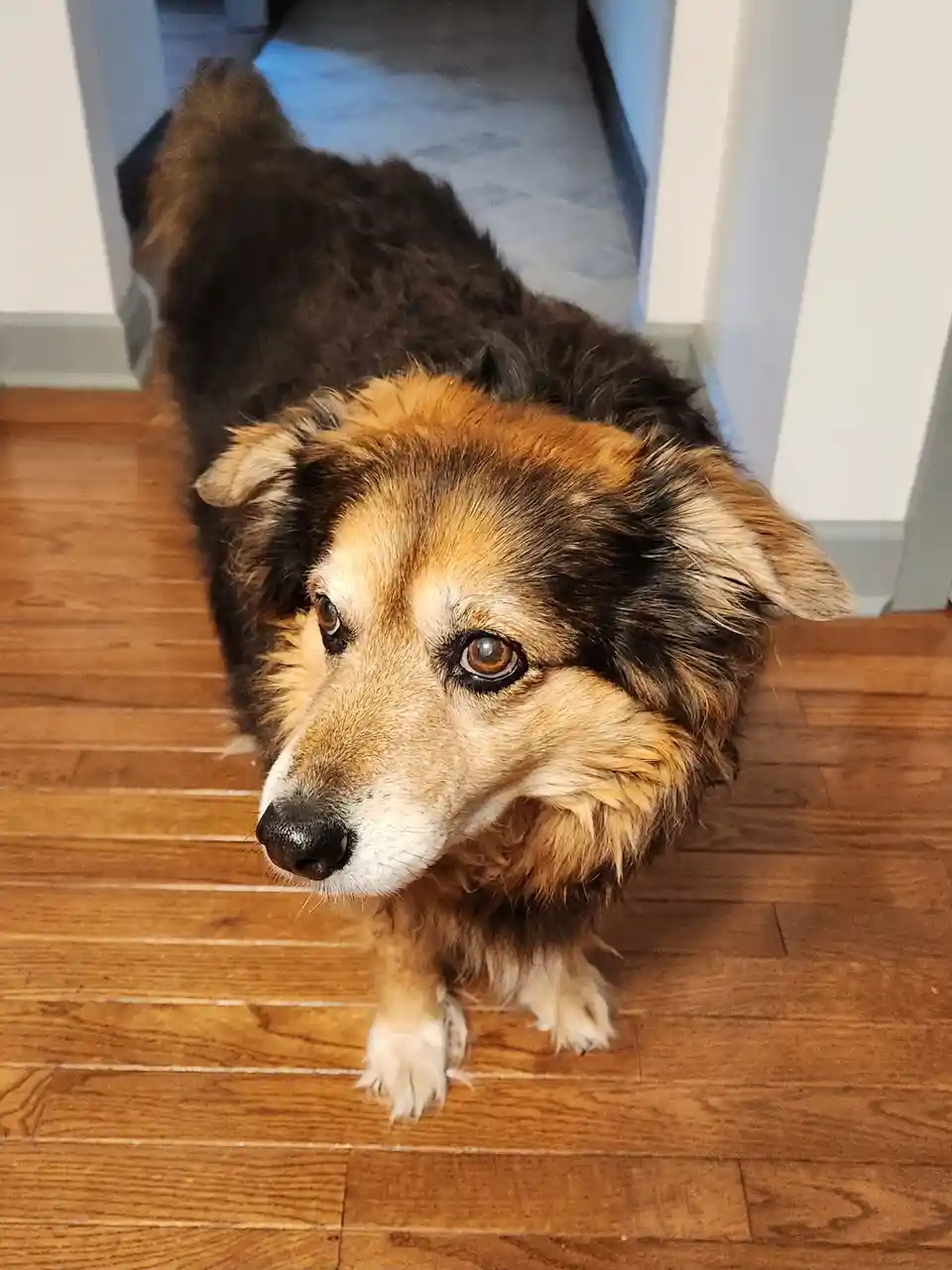 A fluffy, long-haired dog with brown, black, and tan fur stands on a wooden floor, looking up with large, sad, pleading…