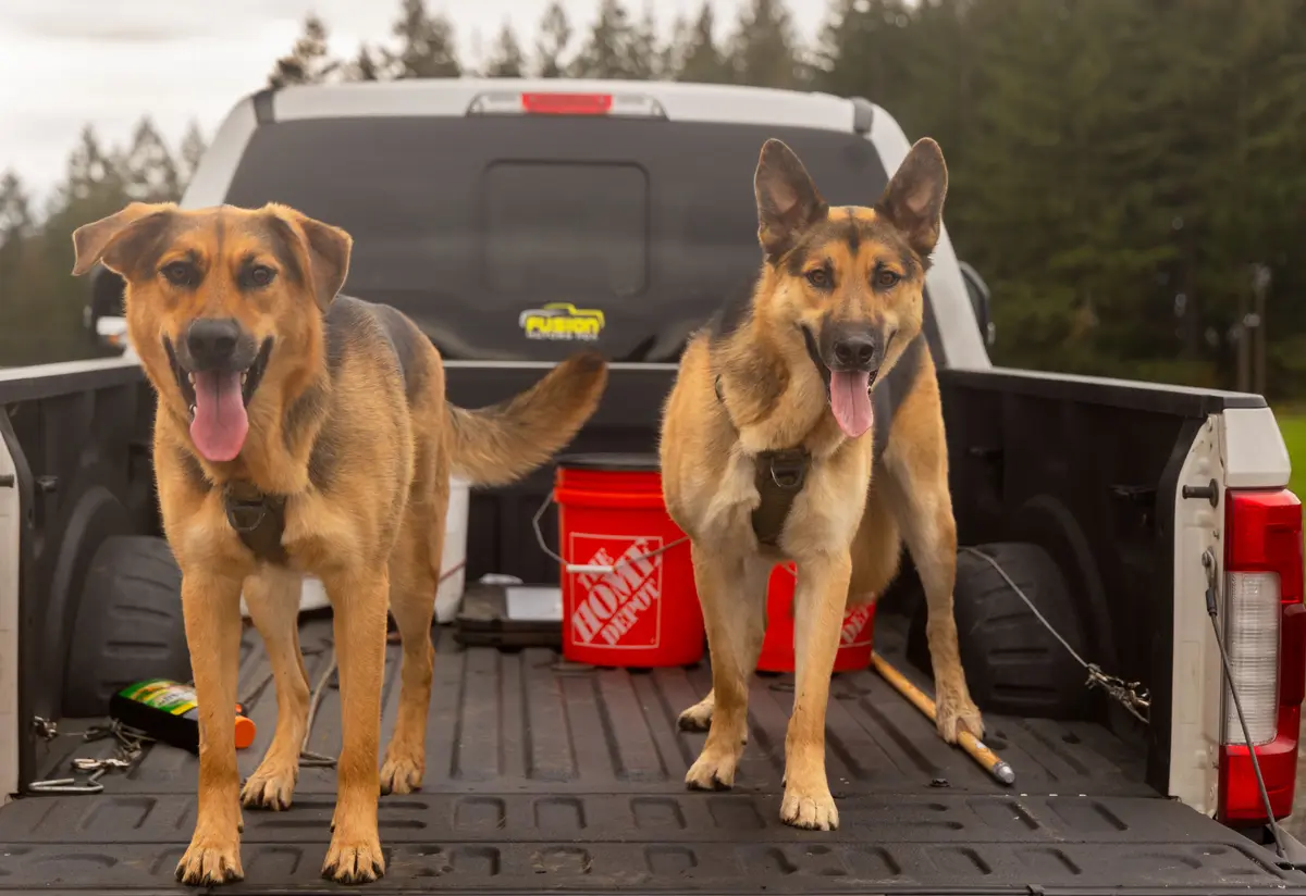Two German Shepherd dogs stand alert in the bed of a white pickup truck, tongues out, surrounded by tools and a red Home…
