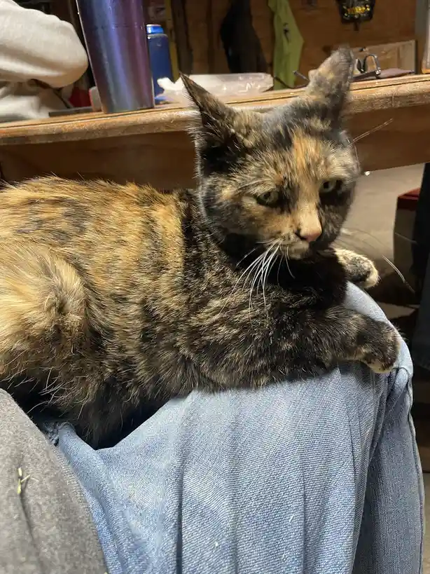 A tortoiseshell cat with a grumpy, half-lidded expression is lounging on a person's denim-clad lap. The cat's fur is a mix…