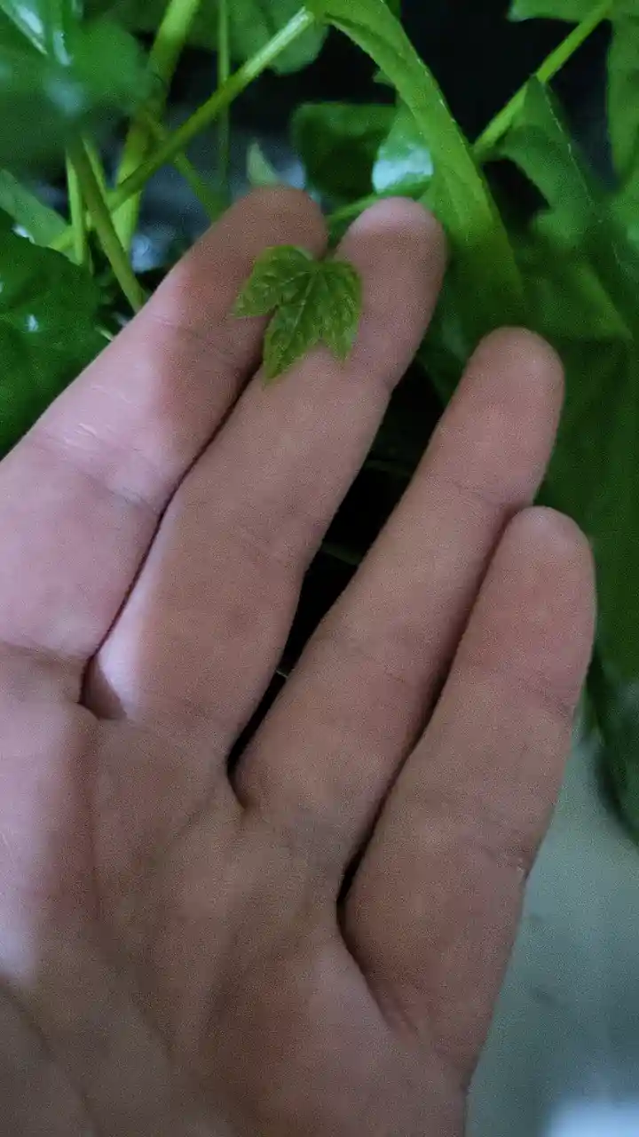 A close-up photo shows a person's hand with a small, three-lobed green leaf resting on the tips of their index and middle…
