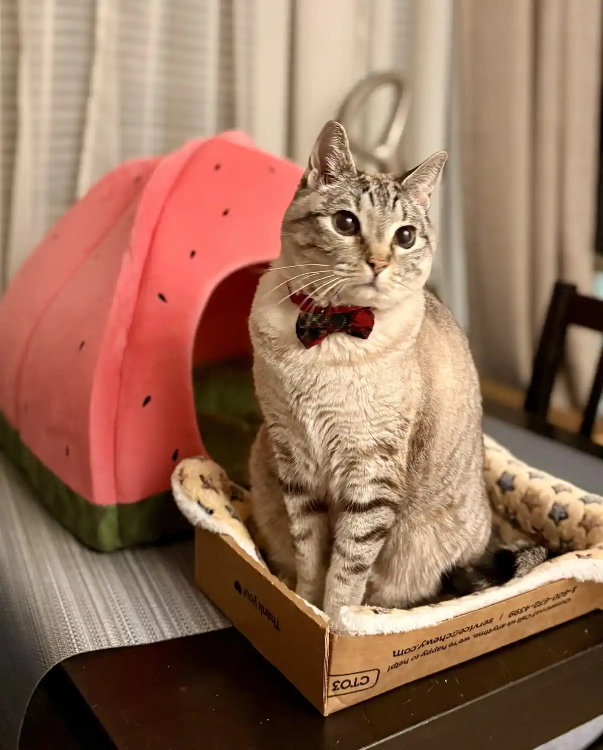A tabby cat wearing a red bowtie sits upright in a cardboard pet bed, looking directly at the camera with a serious…