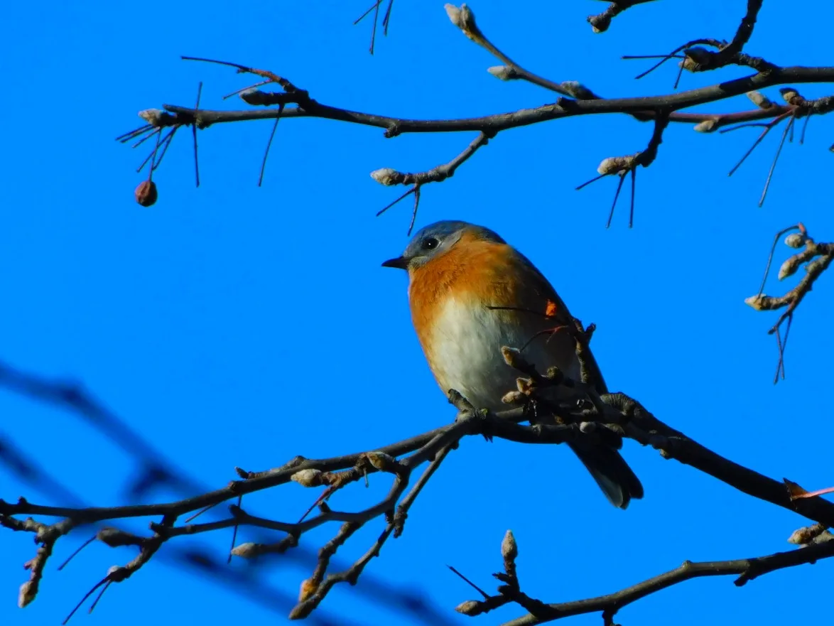 A small bluebird with orange breast and white underbelly perches on a bare tree branch against a vivid blue sky. The bird…