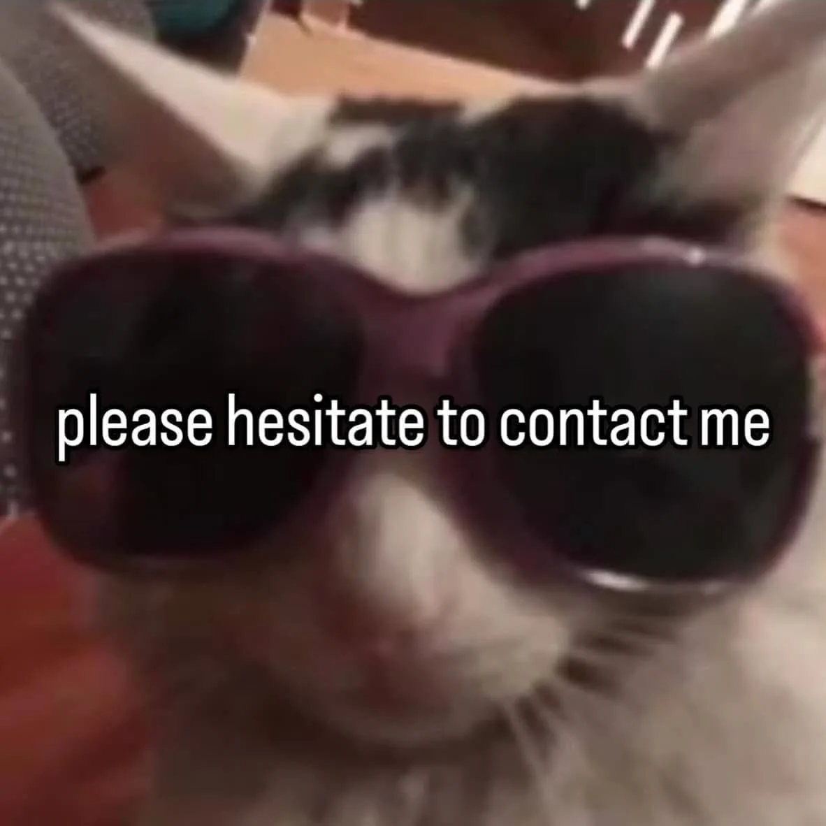 A close-up, slightly blurry photo of a black-and-white cat wearing oversized purple sunglasses, looking directly at the…