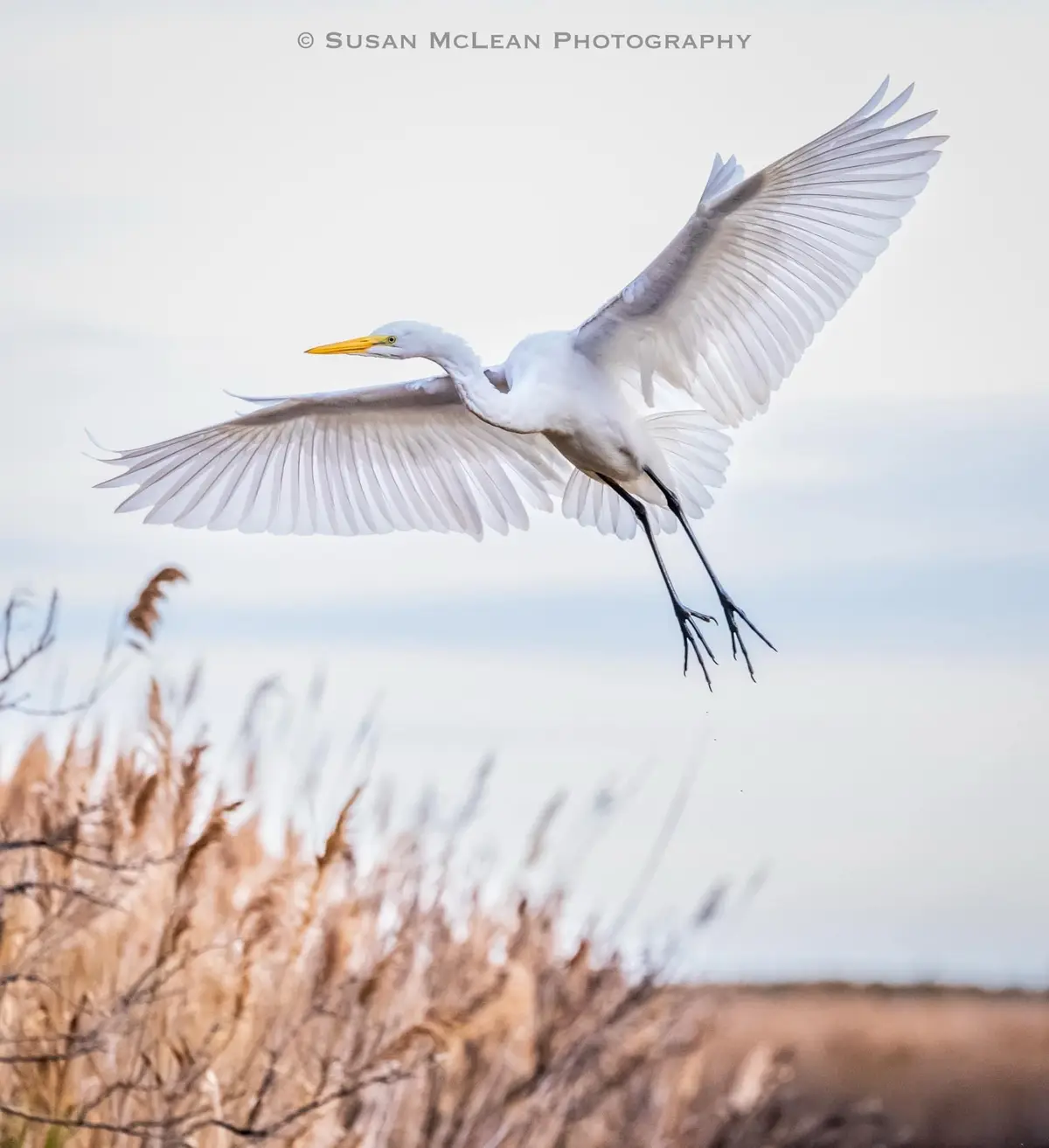 A white egret with outstretched wings is captured mid-flight above blurred brown reeds, its long black legs trailing behind…