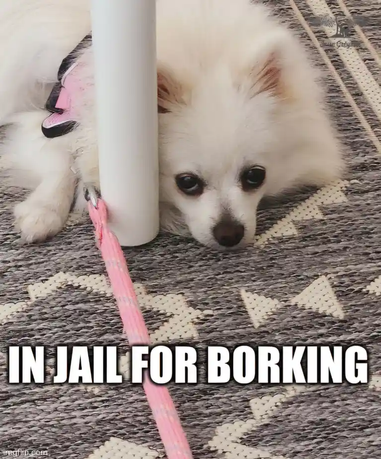 A small white fluffy dog with a pink harness is lying on a patterned rug, peeking out from behind a white pole with a sad…