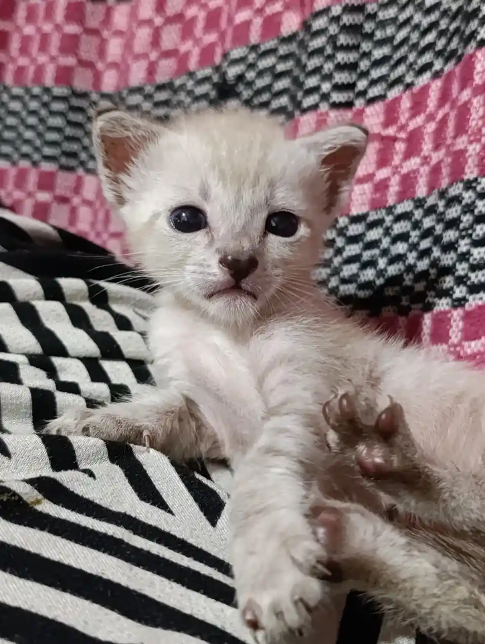 A small, fluffy white kitten with large dark eyes lies on a patterned blanket featuring pink, black, and white geometric…