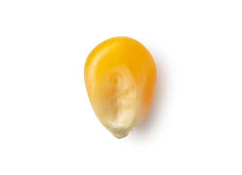 Just a corn, but it’s a-maize-ing!