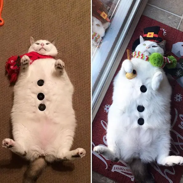 Two side-by-side photos show a fluffy white cat lying on its back, belly-up, dressed as a snowman. In the left image, the…
