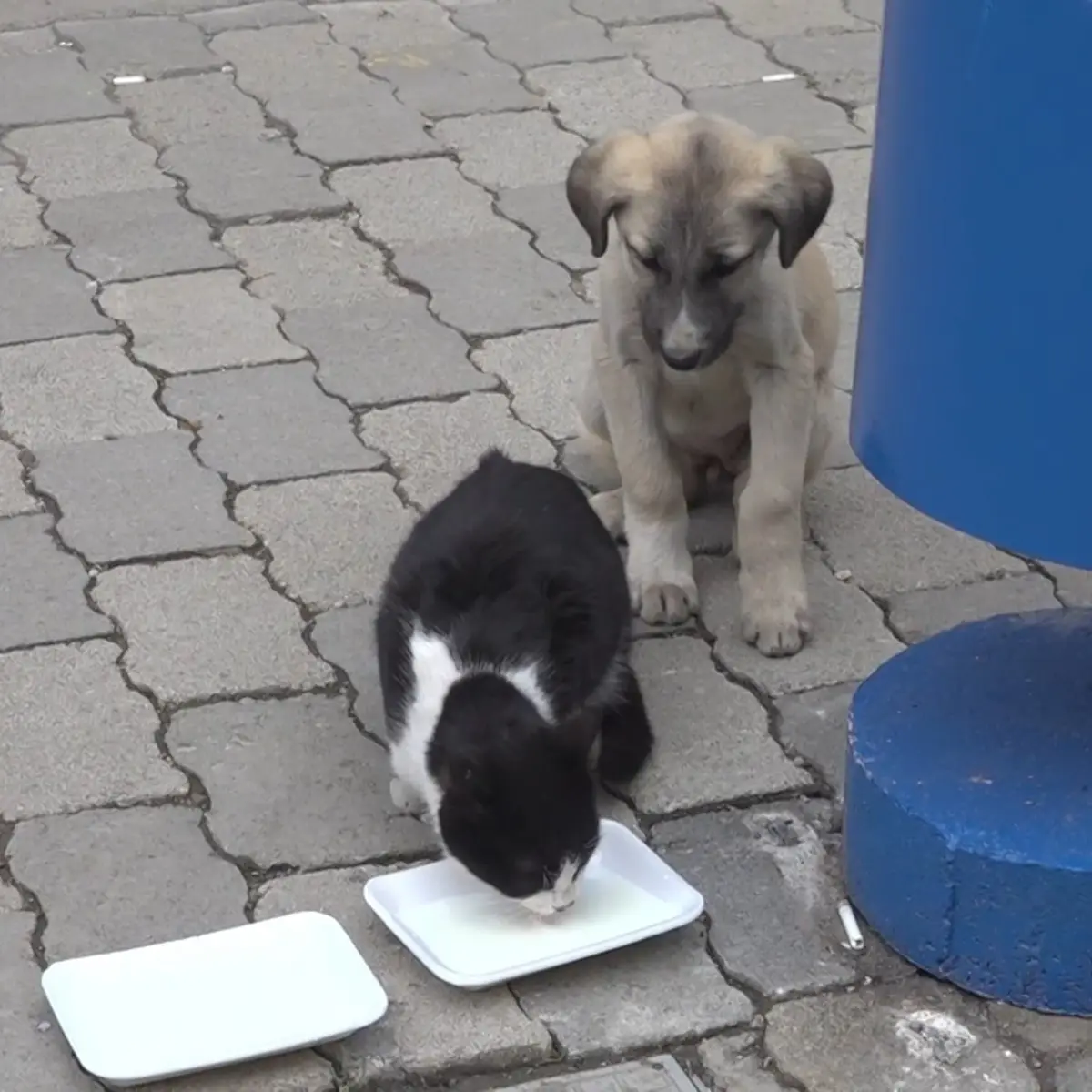 A black and white cat drinks milk from a white plate on a paved sidewalk while a tan puppy sits nearby watching. The puppy…