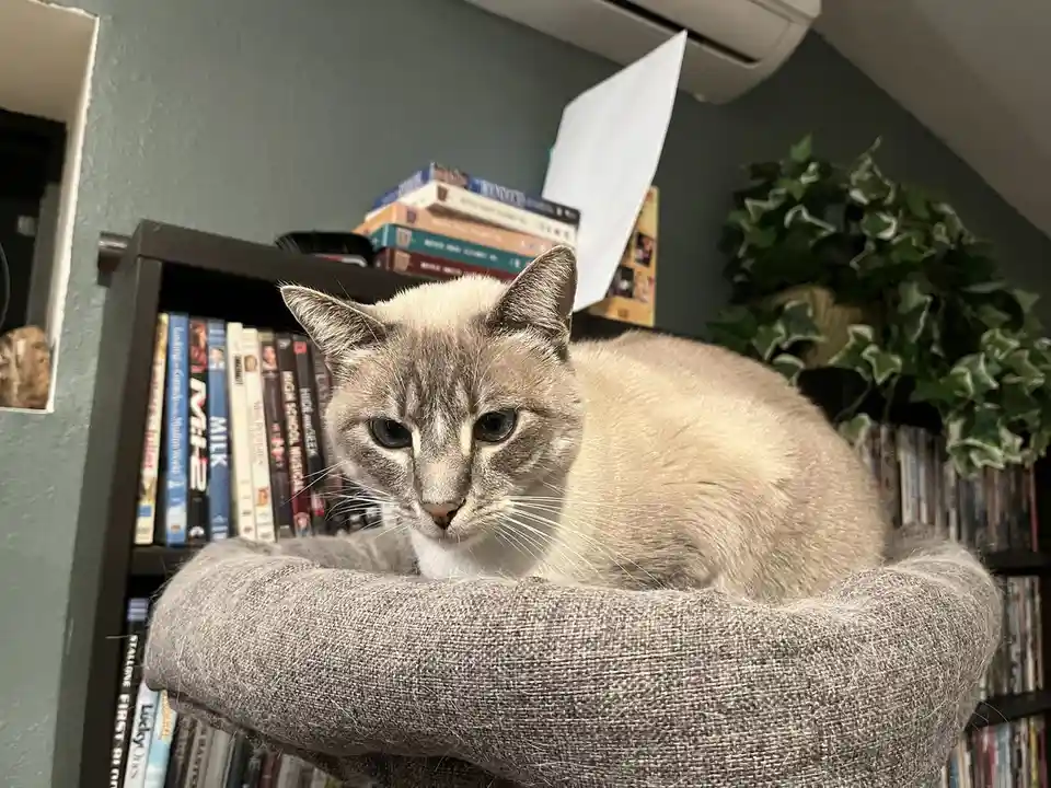 A light-colored cat with dark markings around its eyes and ears sits calmly in a gray fabric cat bed, looking directly at…