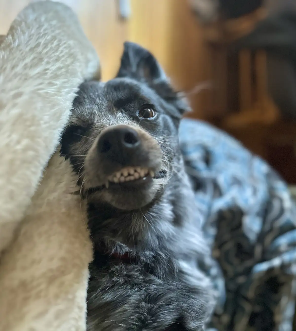 A close-up photo of a black and grey dog with its mouth slightly open, showing teeth, looking directly at the camera. The…