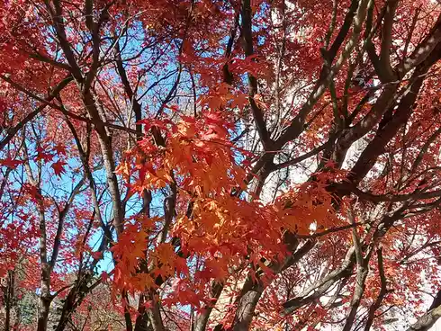 A vibrant photo looking up through the branches of a maple tree with fiery red and orange autumn leaves against a clear blue…