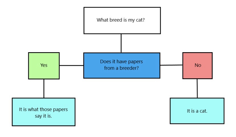 A flowchart titled 'What breed is my cat?' branches to 'Does it have papers from a breeder?' with 'Yes' leading to 'It is…