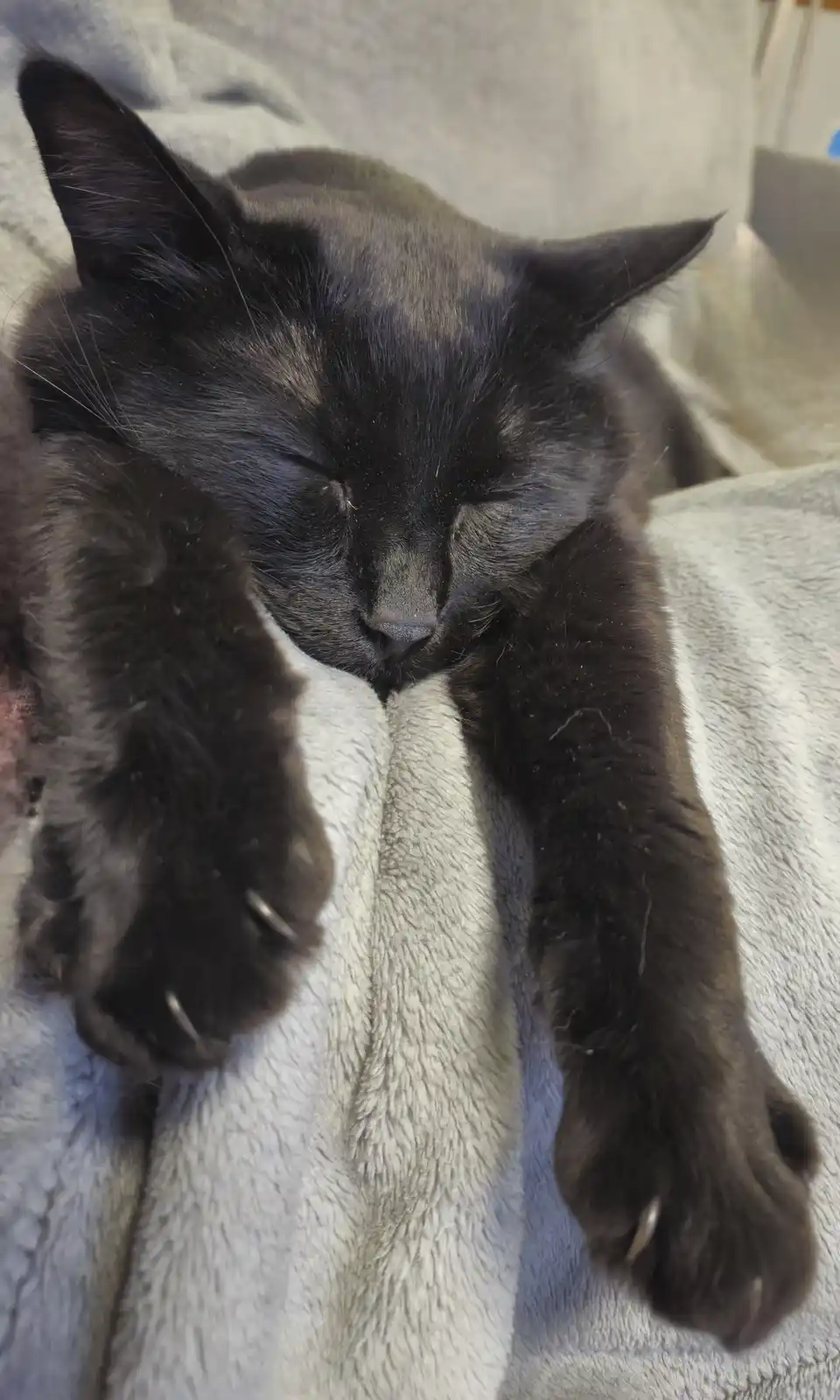 A black cat is sleeping soundly on a light gray blanket, its eyes closed and paws relaxed. The cat's front paws are slightly…