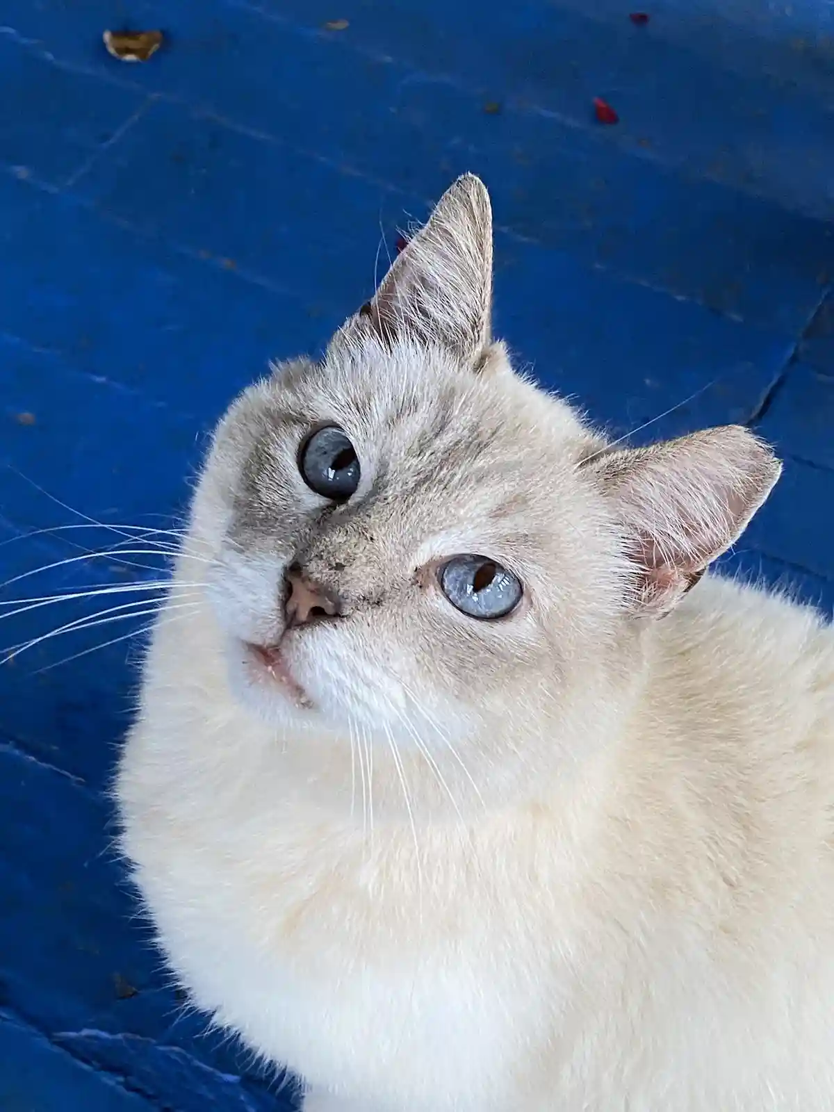 Meet the Angel Kitty: A Feline with Heavenly Charm