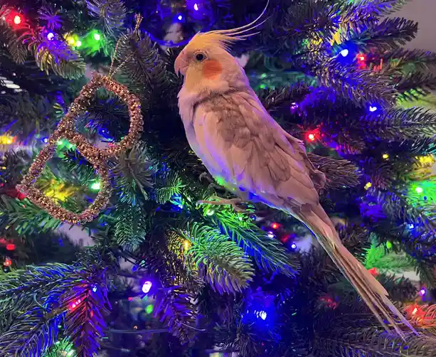 Meet Christmas Bailey: The Festive Spirit in a Character