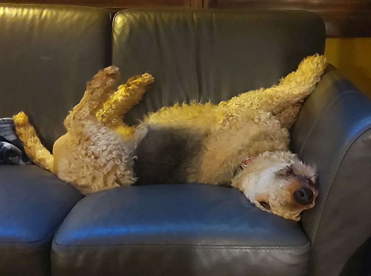 Meet Bucky: The Star of the Show