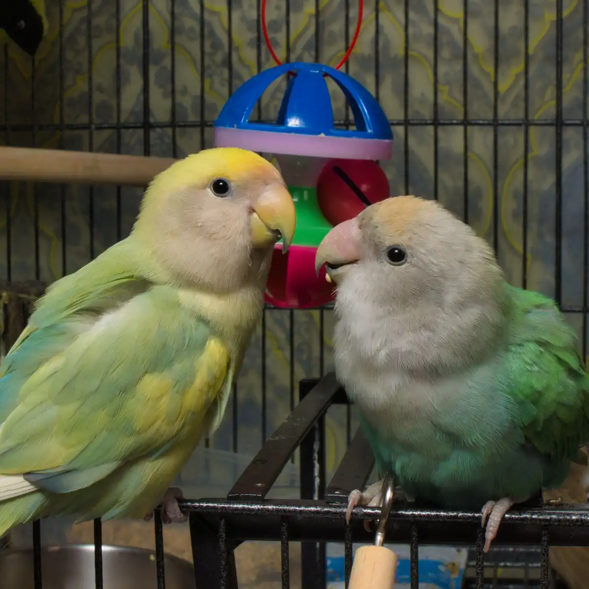 Two lovebirds, one with yellow head and green body, the other with gray head and green body, are perched close together…