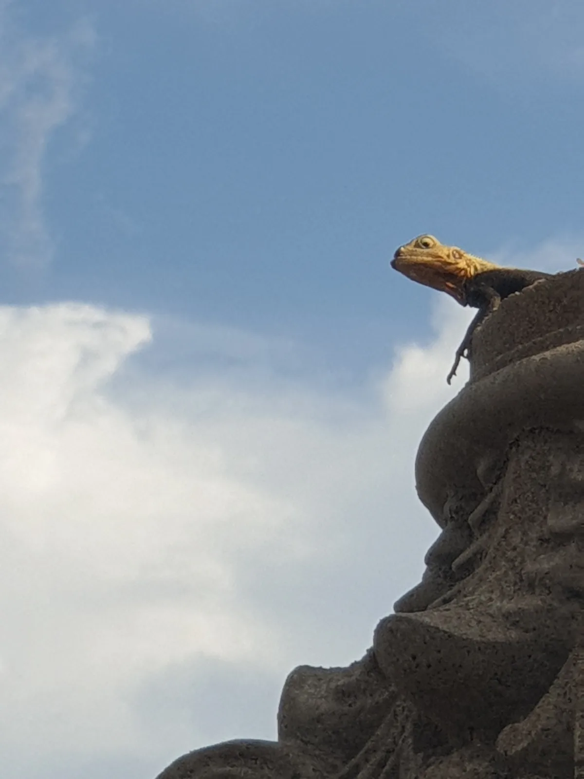 A yellow-headed lizard perches atop a textured stone structure against a blue sky with white clouds, looking upward. The…