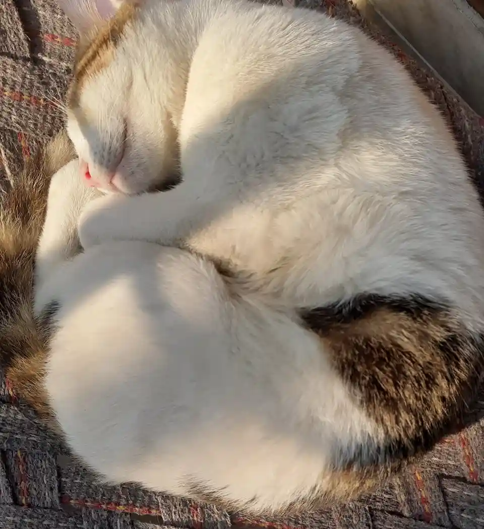 A fluffy white and brown cat is curled up sleeping peacefully on a textured woven blanket, with sunlight highlighting its…