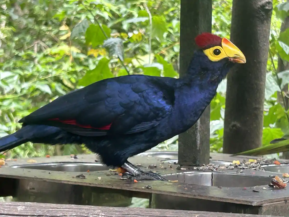 A vibrant, iridescent blue bird with a red crest, yellow facial skin, and a large yellow beak stands on a wooden platform…