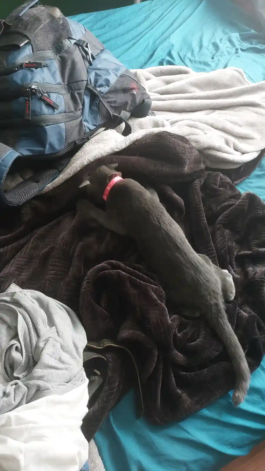 A gray cat with a pink collar is partially hidden under a dark brown blanket on a bed, appearing to be tucked away or…
