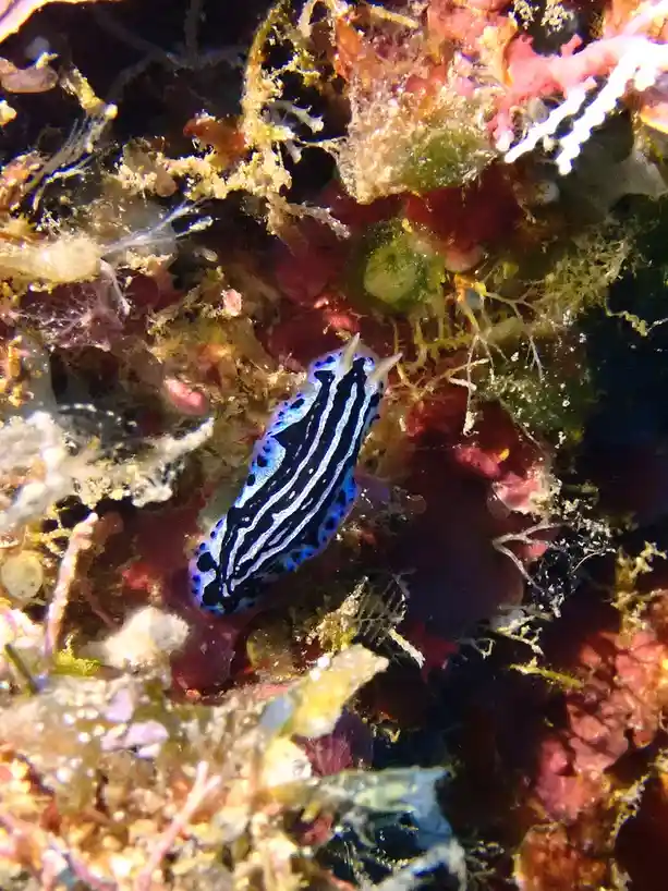 A vibrant blue and black striped sea slug, likely a Chromodoris species, crawls across a colorful coral reef with red…