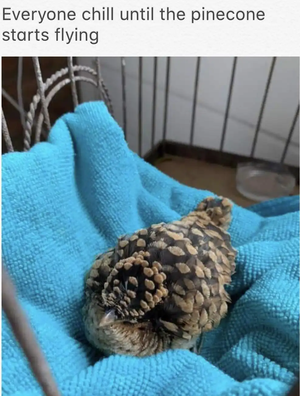 A small bird with brown and tan feathers is curled up asleep on a bright blue towel inside a wire cage. The bird's feathers…