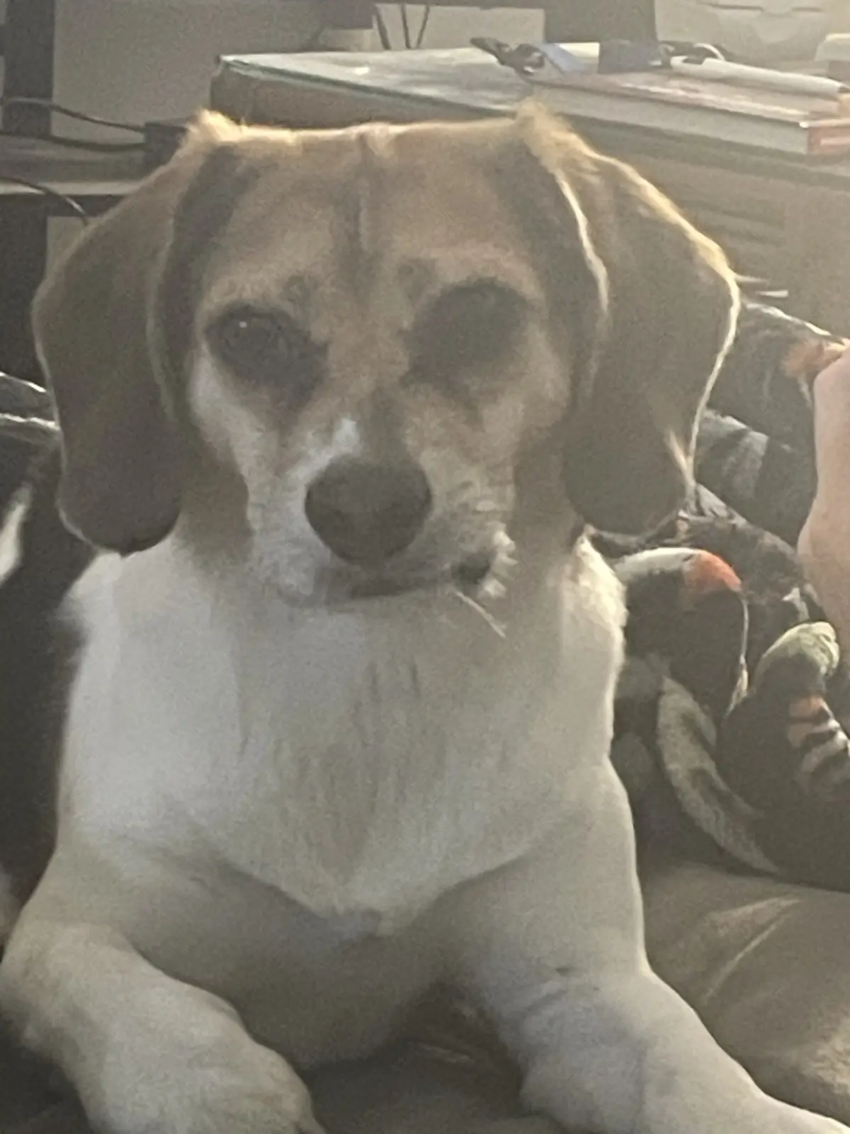 A close-up photo of a beagle dog with a sad, pleading expression, looking directly at the camera. The dog has floppy ears, a…