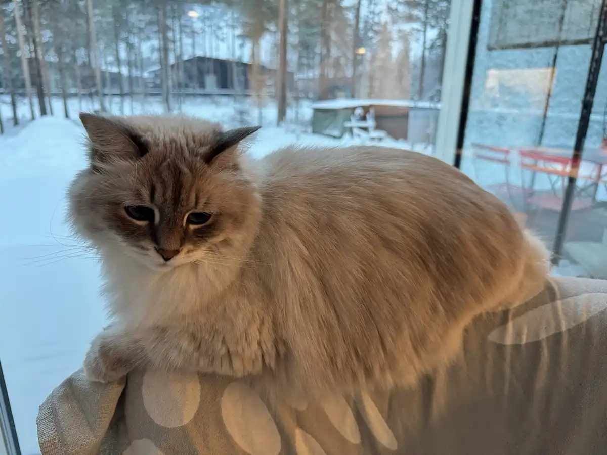 A fluffy, long-haired cat with a grumpy expression sits indoors on a patterned fabric, looking out a window at a snowy…