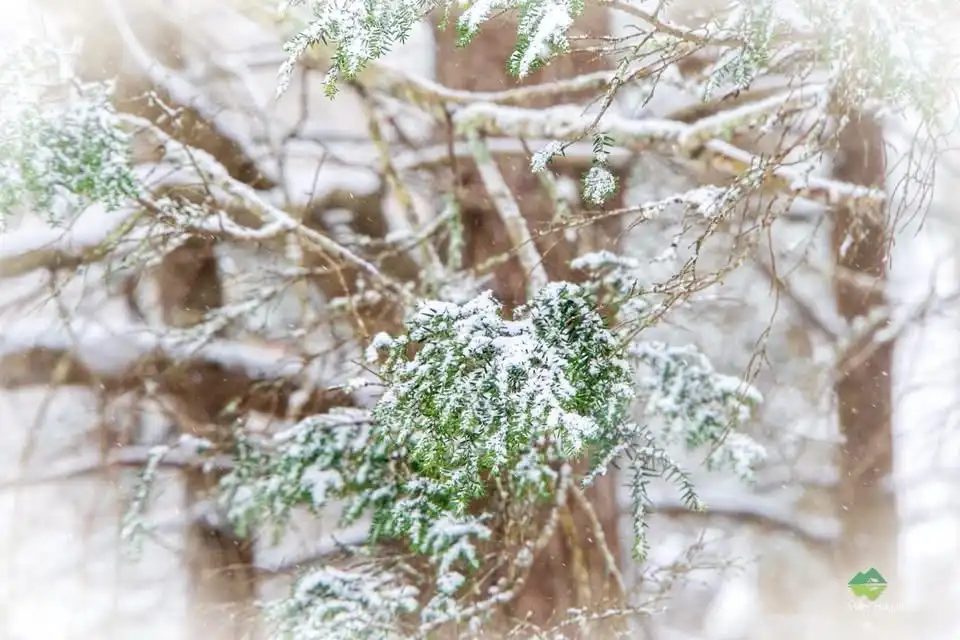 A serene winter scene featuring snow-covered pine branches with soft, diffused lighting and falling snowflakes, overlaid…