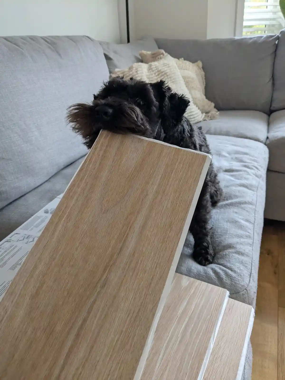 A small black dog with shaggy fur sits on a gray couch, holding a light wood-grain flooring sample in its mouth. The dog's…