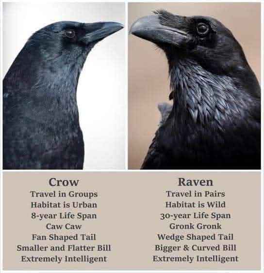 The image displays two side-by-side photos of black birds, labeled 'Crow' and 'Raven', each with a list of contrasting…