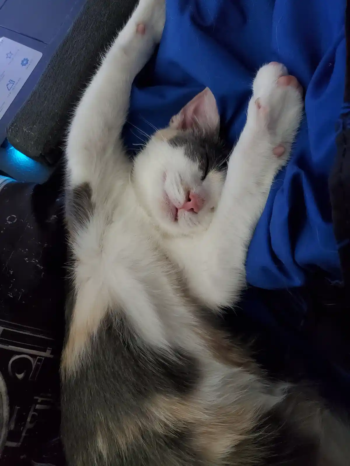 Jasmne Has Found Her Perfect Cozy Nook