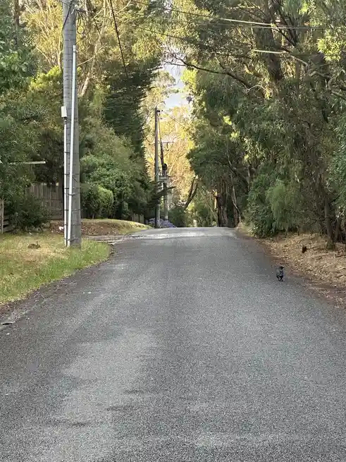 A quiet, tree-lined residential road with a small bird standing in the middle of the asphalt. On the left side, near a…