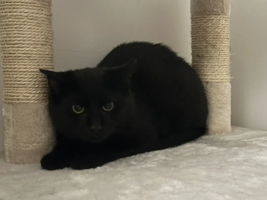 A black cat with yellow eyes is lying on a white, fluffy surface between two sisal-covered scratching posts. The cat stares…