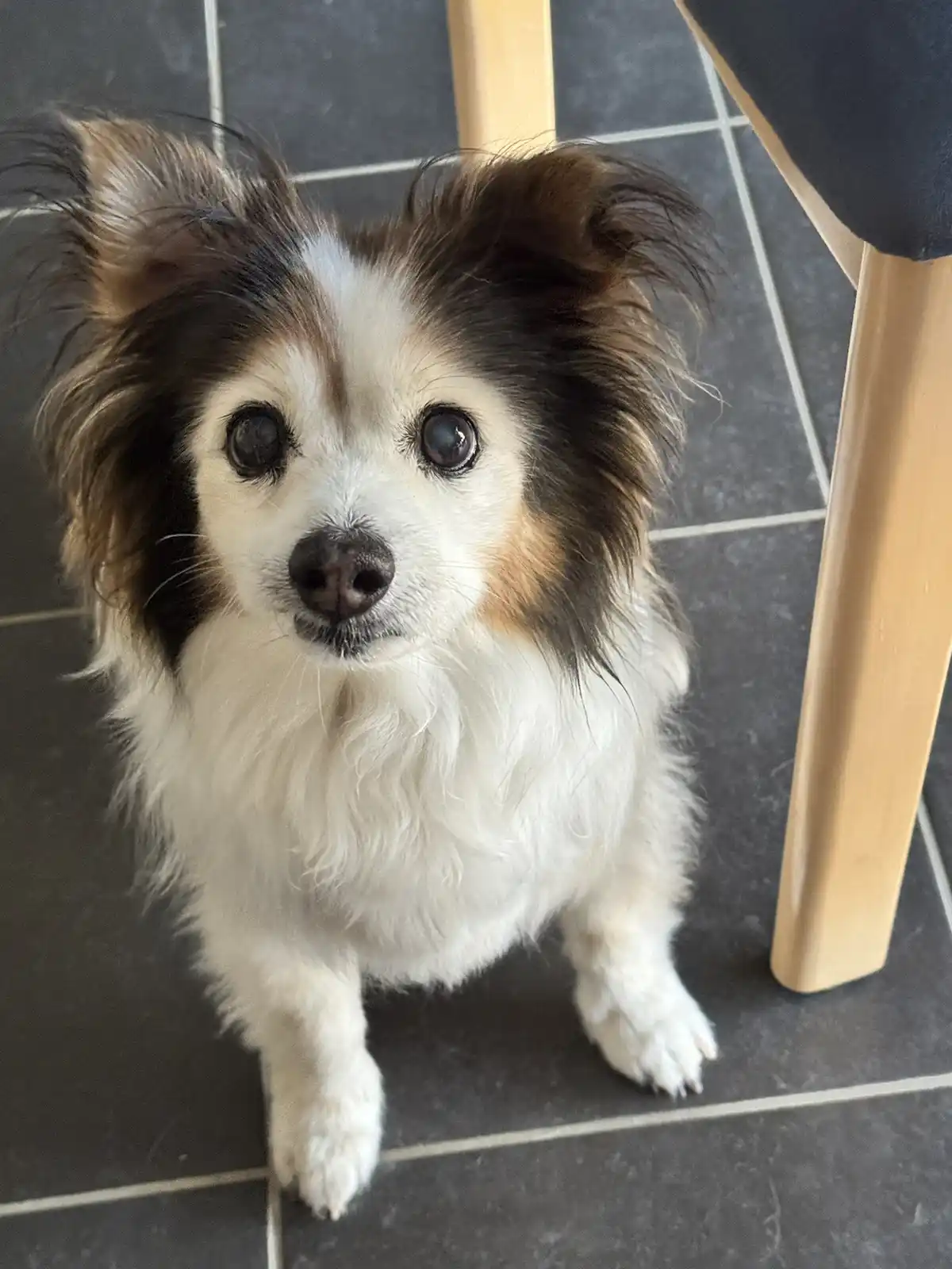 A small, fluffy dog with white, brown, and black fur sits on a dark tiled floor looking up with large, pleading eyes. The…